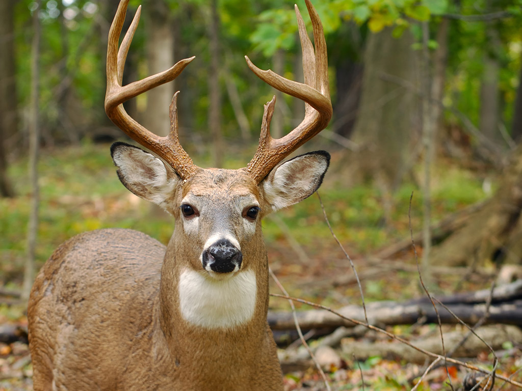 deer-in-colorado