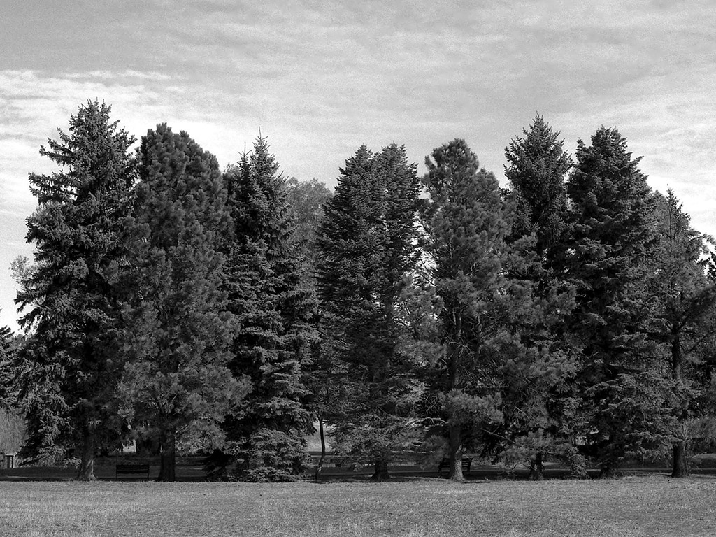 Not an especially great photo, but one of the first B&W shots I ever took.